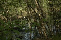 Birken Feuchtwald im Naturschutzgebiet Venner Moor