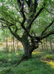 Venner Moor protected area