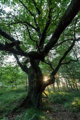 Venner Moor protected area in Senden, Germany