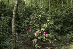 Birken Rhododendron forest in Venner Moor nature reserve