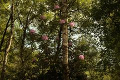 Birch Rhododendron forest in Venner Moor nature reserve