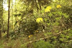 Birch Rhododendron Forest in Venner Moor Nature Reserve