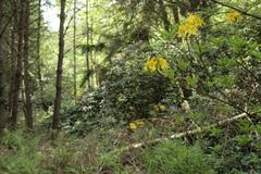 Birch rhododendron forest in the Venner Moor nature reserve