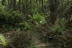 Birken Rhododendron-Wald im Venner Moor