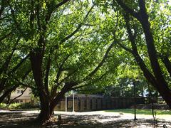 Wall of Remembrance of the Bantayog ng mga Bayani through Bodhi Tree branches