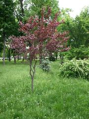 Poltava Korpusnyi Garden natural heritage site in Ukraine