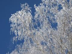 Natural heritage birch tree in Ukraine