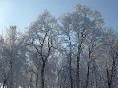 Winter tenderness of a garden in Ukraine