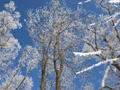 Winter lace trees at a natural heritage site in Ukraine