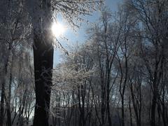 Winter Sun in Ukraine Natural Heritage Site