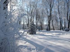 Winter landscape in a garden