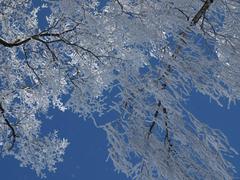 Winter tree stripes in Ukraine