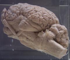 Horse brain close-up