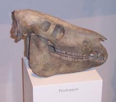 Fossilized Pliohippus skull