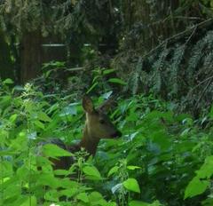 Roe deer in Wildpark Pforzheim