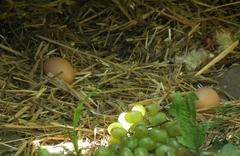 Eggs, day-old chicks, and grapes as food for a red fox at Wildpark Pforzheim