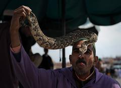 snake charmer kisses snake in Jemaa el Fna market square, Marrakech, Morocco