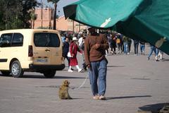 Barbary macaque sitting on a branch