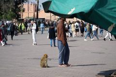 Barbary macaque in Marrakesh