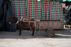 Donkey with cart on Jamaa El Fna square