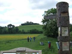 View of Wittenham Clump with lush green rolling hills and a cloudy sky