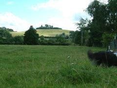 View of Wittenham Clumps with rolling hills and clear sky