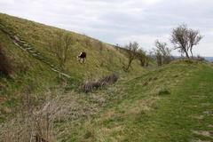 Defensive ditch on Castle Hill