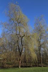 Pasinger Stadtpark in Munich