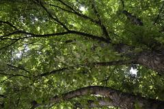 Chestnut tree in Pasing City Park, Munich-Pasing