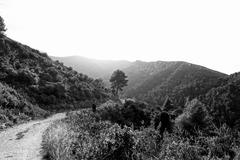 lone tree in Massif des Calanques at sunset