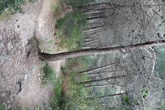 A tree cutting across a road