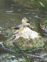 Grey wagtails on a rock