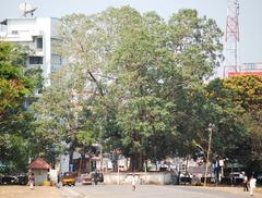 Naaykkann-Aal-Thrissur tree