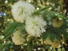 Acacia leuderitzii tree in Barcelona Botanical Garden