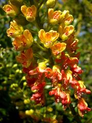 Caesalpinia spinosa plant in Jardín Botánico de Barcelona