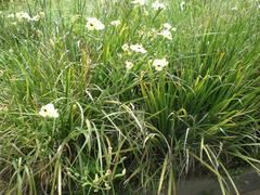 Dietes bicolor flower