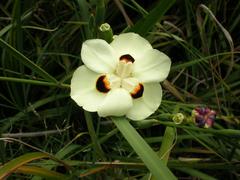 Dietes bicolor flower in Barcelona Botanical Garden