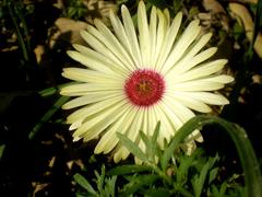 Dorotheanthus bellidiformis flower at Jardín Botánico de Barcelona