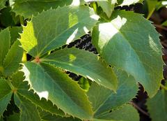 Helleborus lividus subsp. corsicus plant