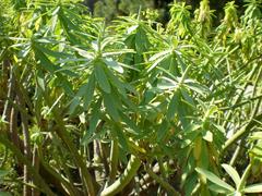 Euphorbia anachoreta plant in Jardín Botánico de Barcelona