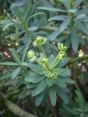 Euphorbia anachoreta plant in Jardín Botánico de Barcelona