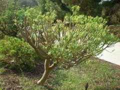 Euphorbia anachoreta plant in Jardín Botánico de Barcelona