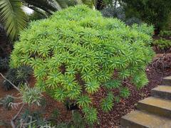 Euphorbia lambii plant in Jardí Botànic de Barcelona