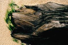 aground tree trunk at Cumbuco Beach, Caucaia, Brazil