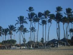 Beach with palm trees in Cumbuco, Ceará