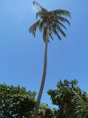 Coqueiro in Cumbuco, Fortaleza