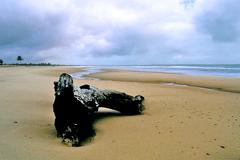 Aground tree trunk at Cumbuco Beach