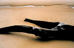 aground tree trunk at Cumbuco Beach