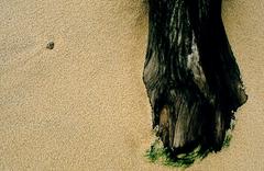 aground tree trunk at Cumbuco Beach