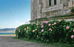 Hydrangeas at La Magdalena Palace in Santander